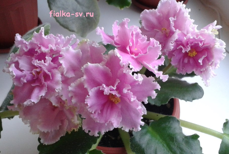 Фиалка Ален велюр