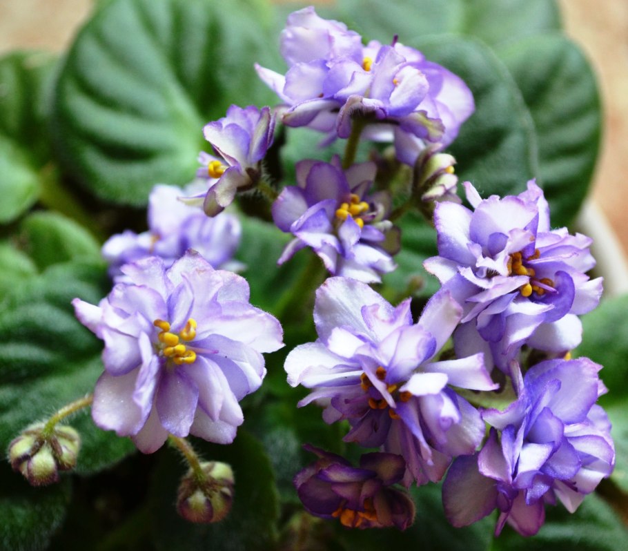 Фиалка Оптимара май Дрим