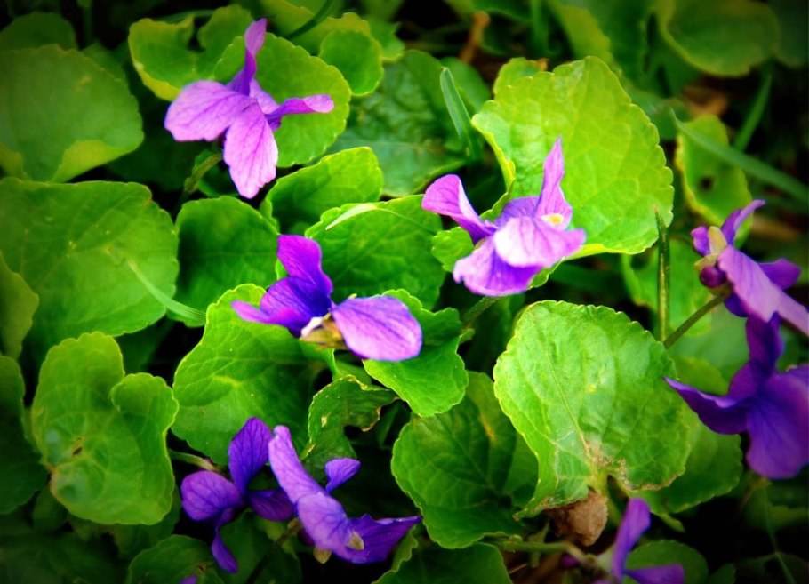 Фиалка Ле душистый шалфей