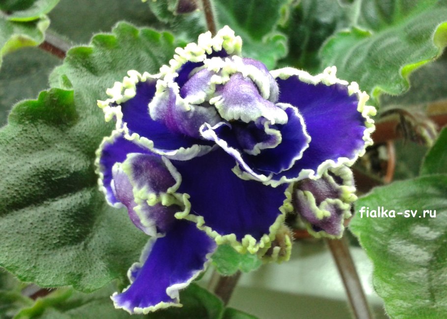 Лесная фиалка Рейхенбаха