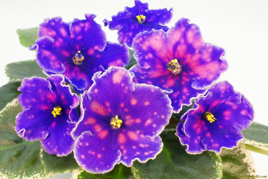 Фиалка танец галактик морев