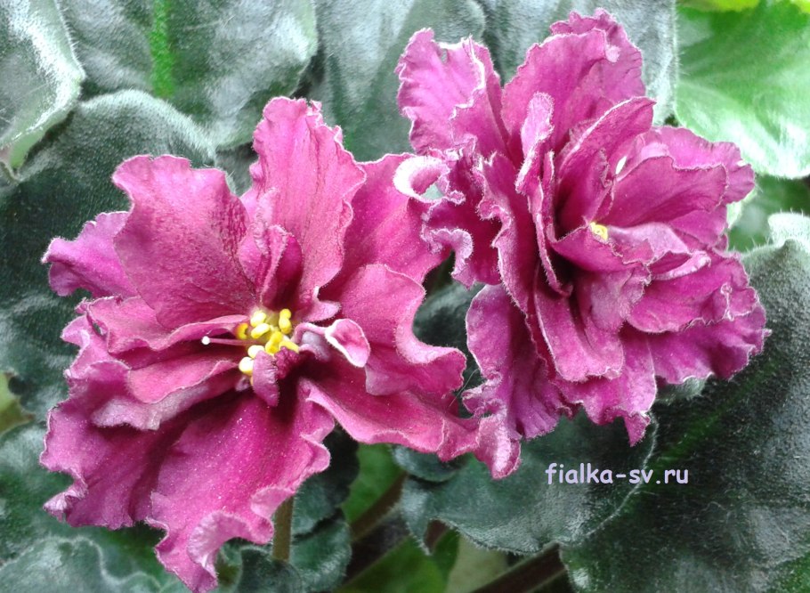 Фиалка ле огненный цветок