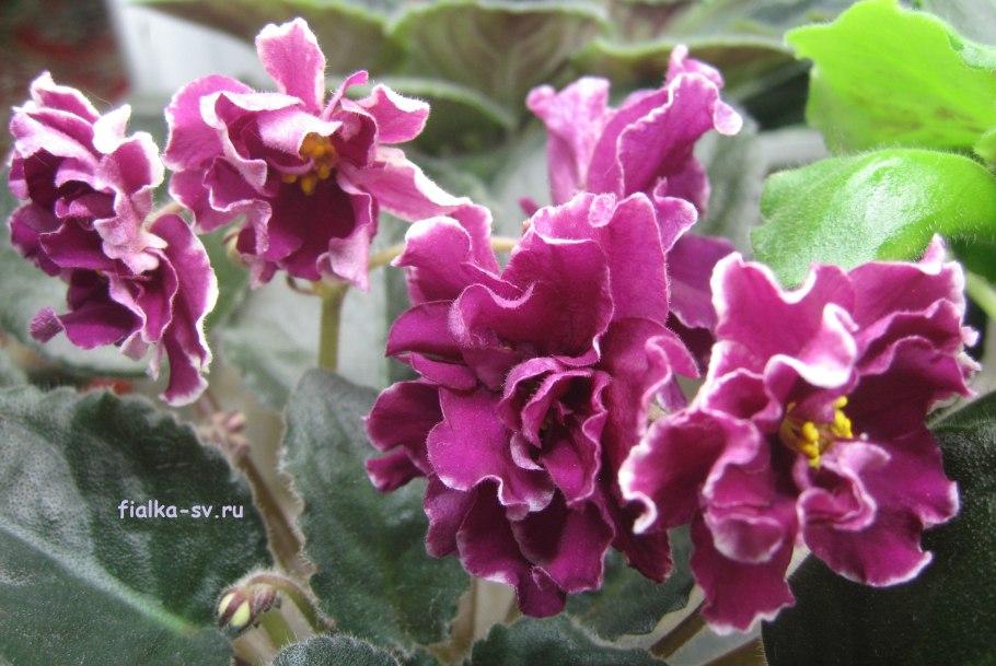 Фиалка Эсмеральда