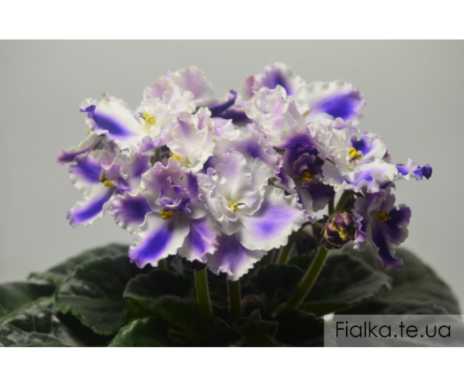 Фиалка опус ван
