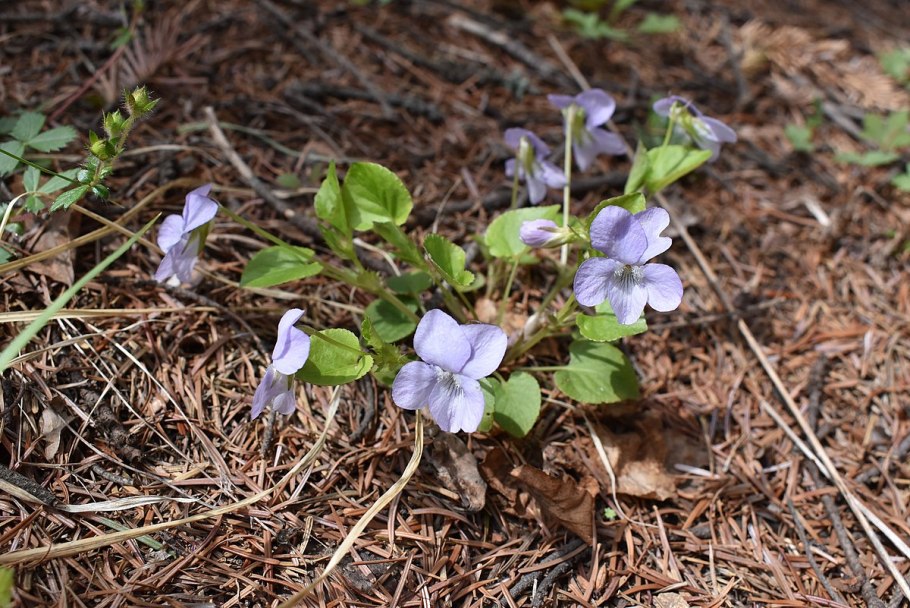 Viola sacchalinensis