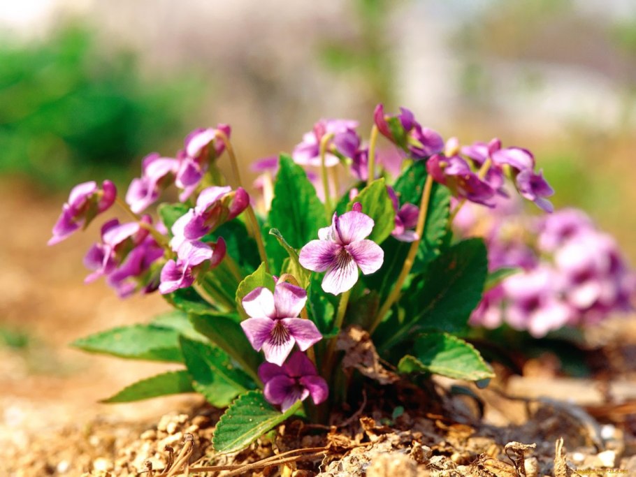 Ле Огненный цветок спорт фиалка