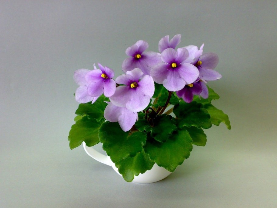 АВ Бабушкина фиалка спорт