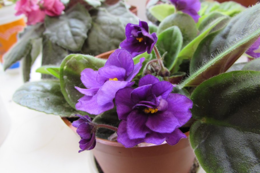 Светлана Шмырева фиалки интернет магазин