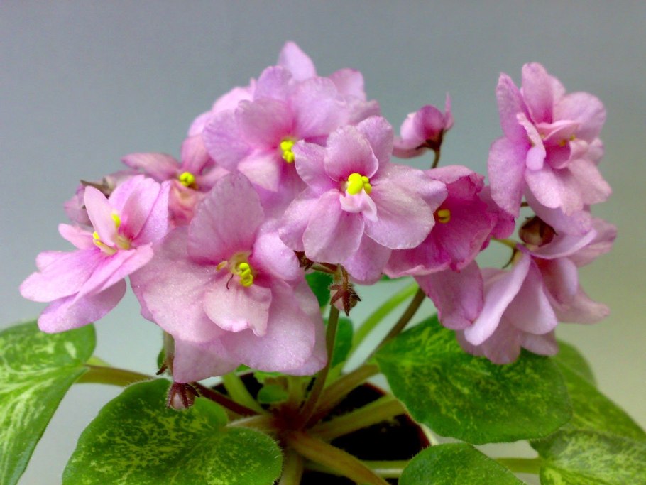 Биоразнообразие Сахалинской области