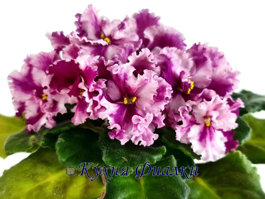 Фиалка линда