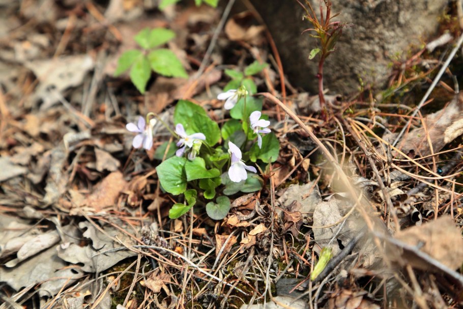 Первоцвет фиалка Лесная