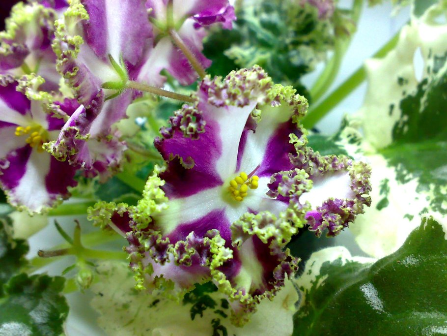 Н-Дюймовочка фиалка