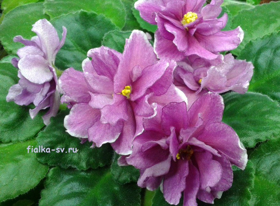 Rob's Bee Boopsie (r.Robinson)