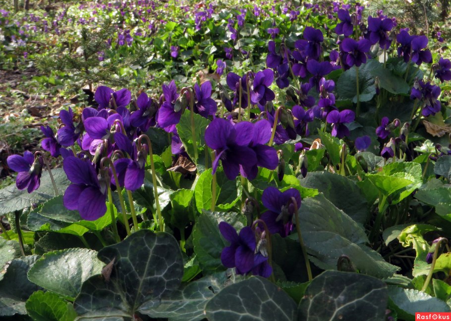 Пармская фиалка