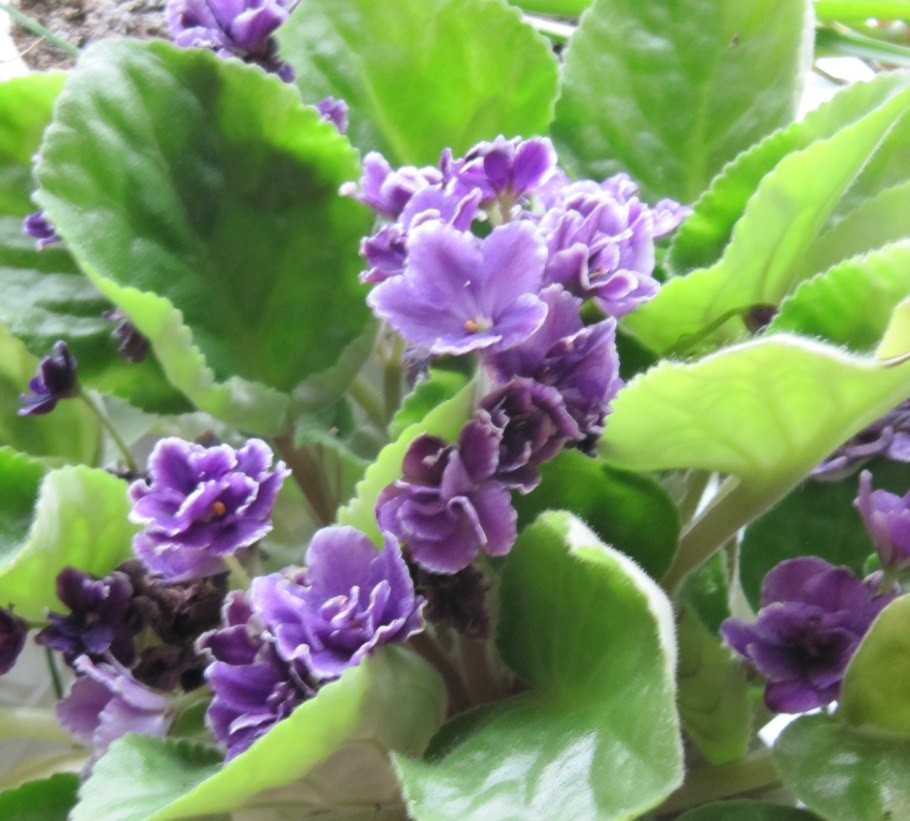 Фиалка Виконт