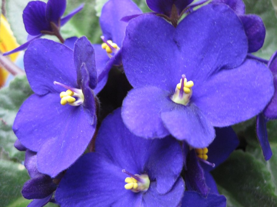 Фиалка ек мандрагора