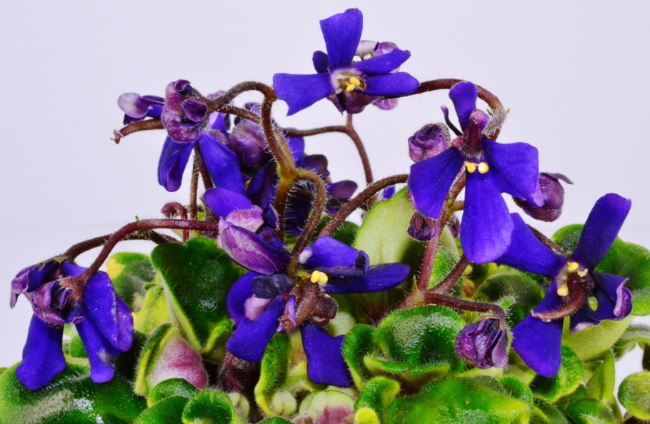 Фиалка senk's neverland dreams