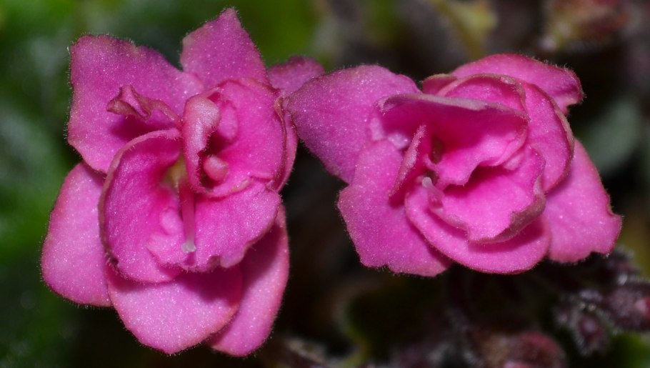 Фиалка розита