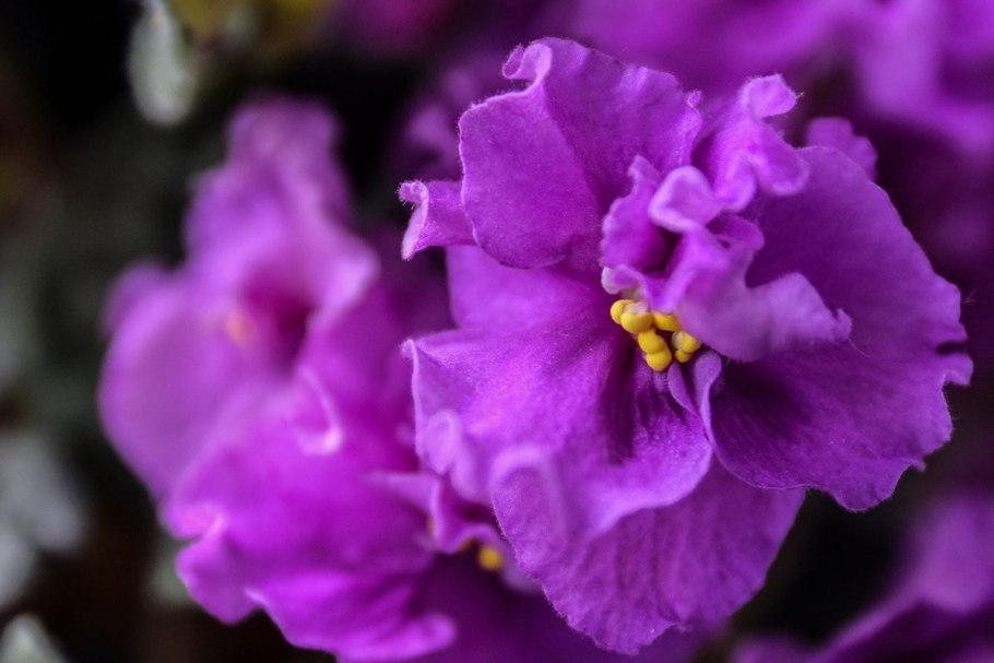 Фиолетовая фиалка