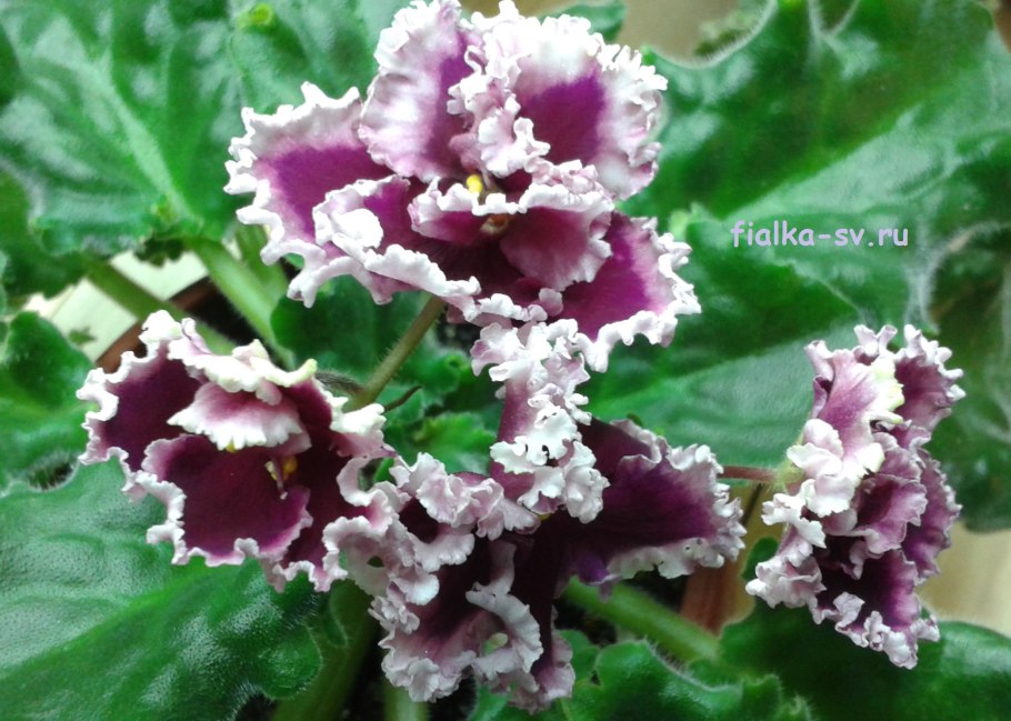 Фиалка ав цыганская свадьба