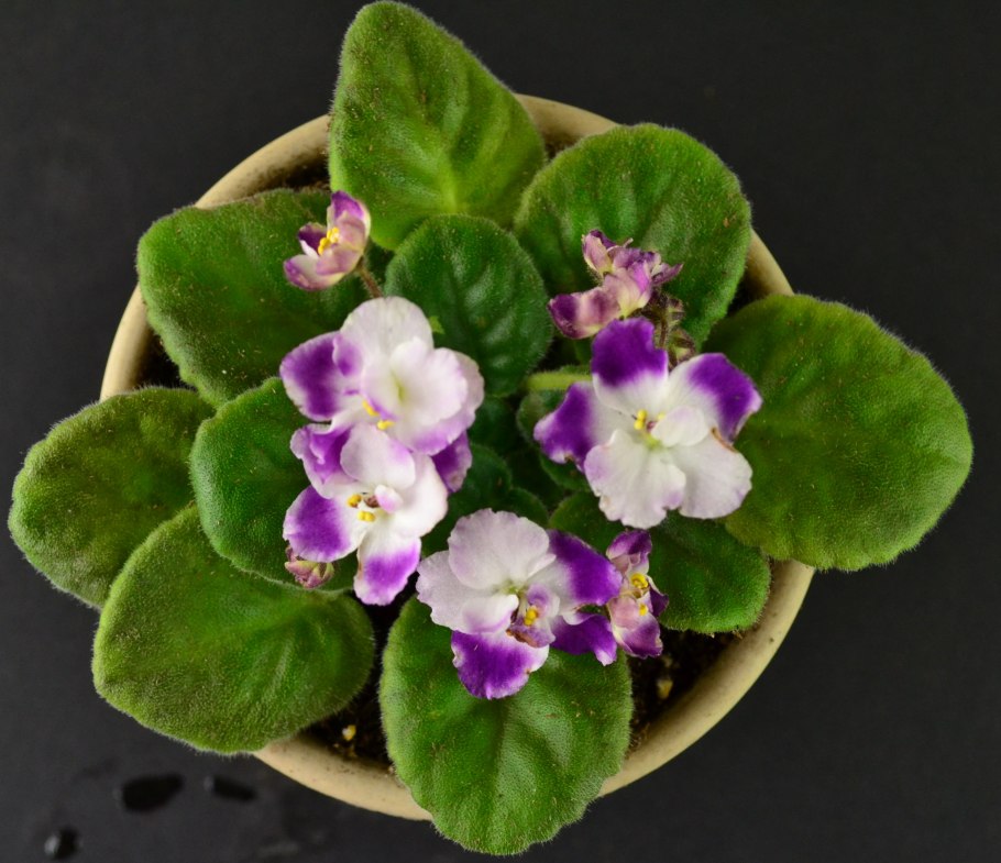 Фиалка african violet