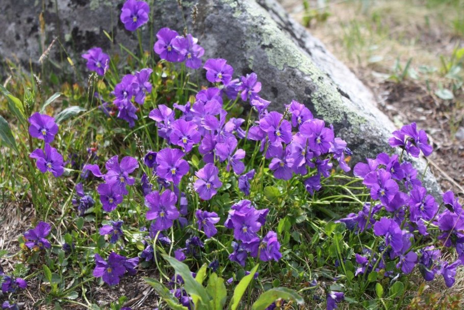Горная фиалка крым