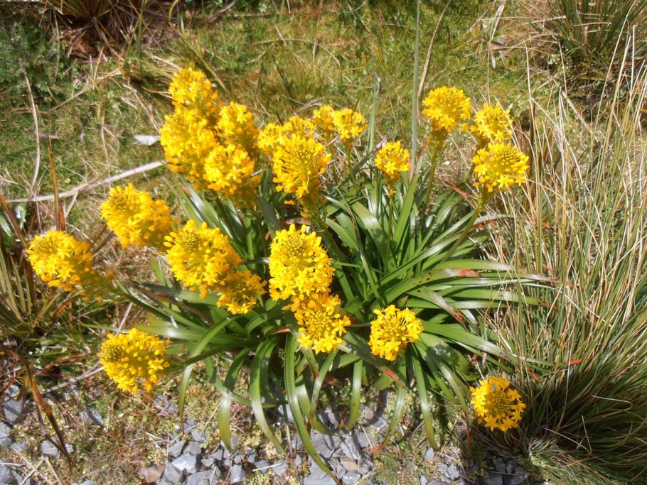 Бульбинелла фото