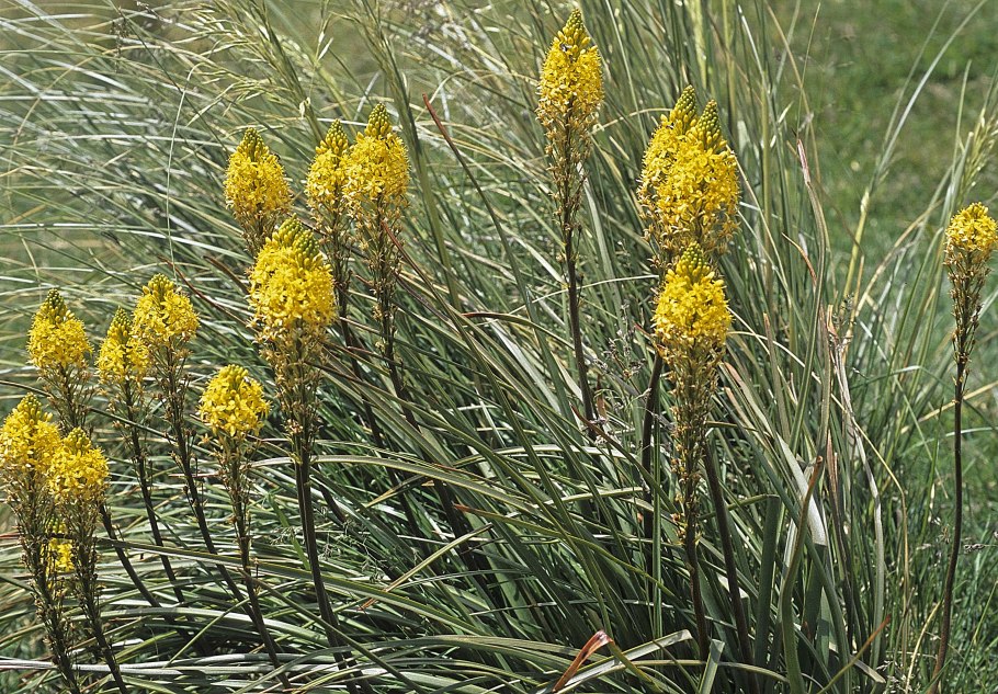 Бульбинелла узколистная