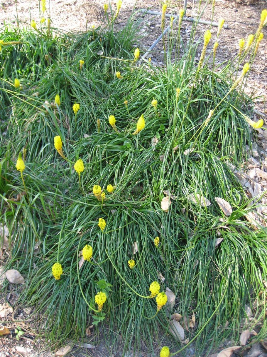 Розмарин с желтыми цветами