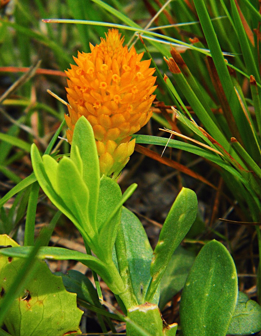 Растение змеелистник