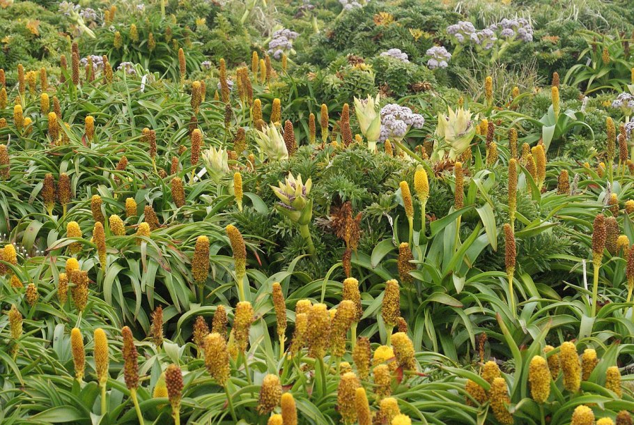 Xanthorrhoea resinosa