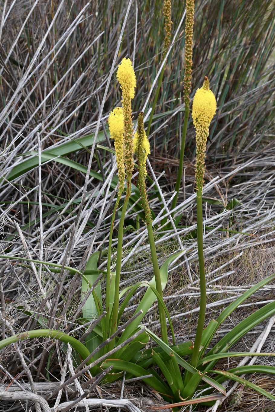 Бульбинелла узколистная