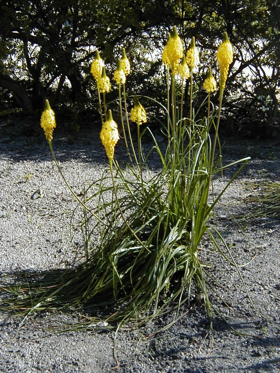 Asphodelus fistulosus