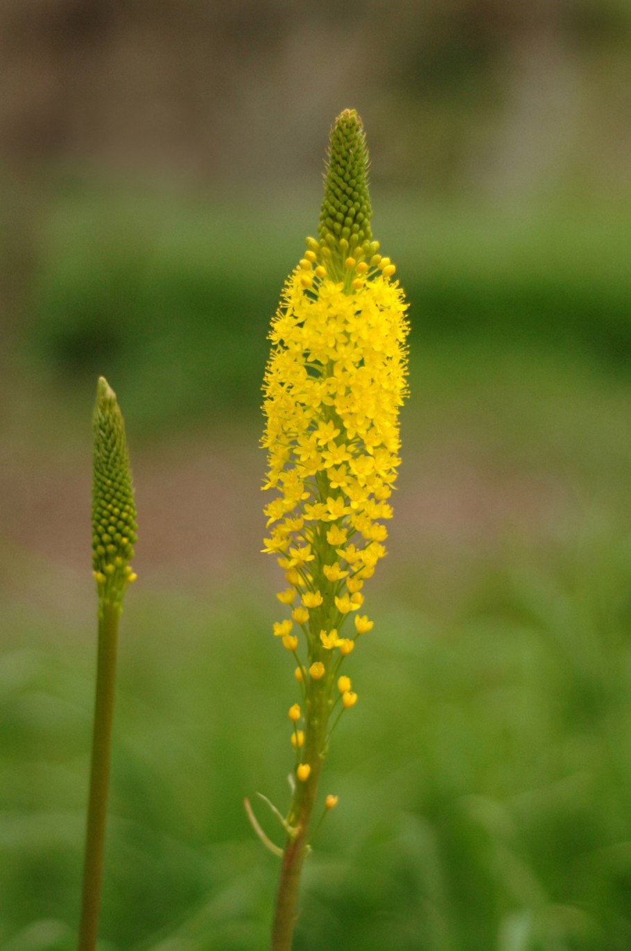Бульбинелла узколистная