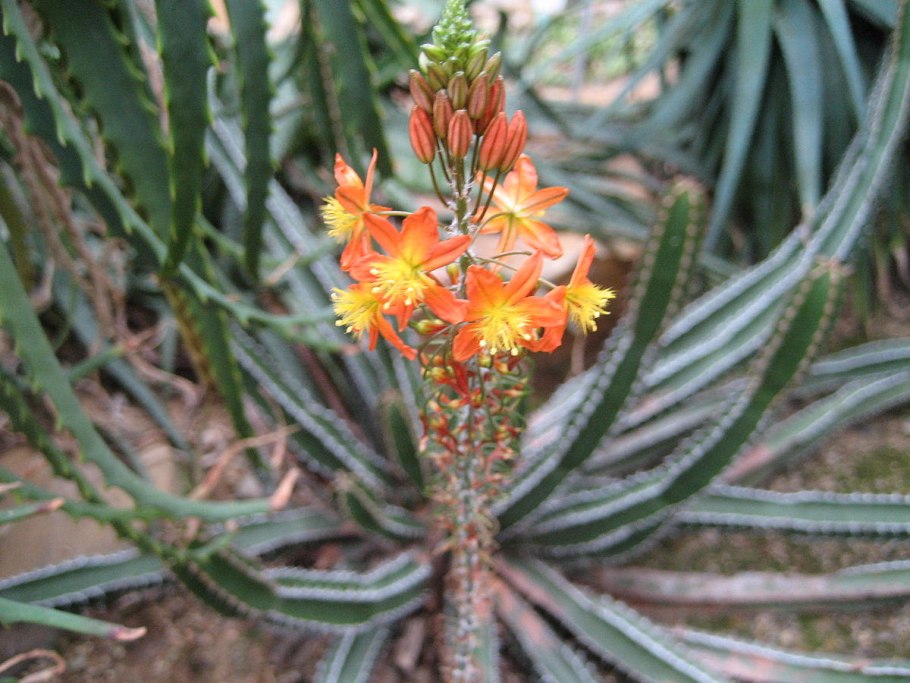 Bulbine abyssinica