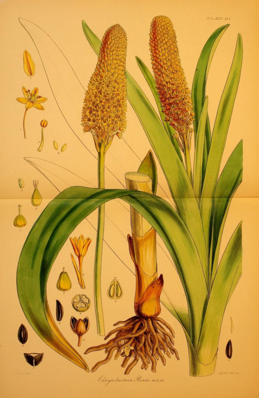 Pleurophyllum speciosum