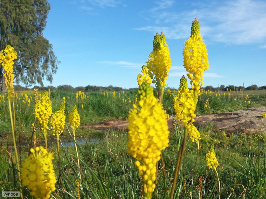Бульбинелла Росса