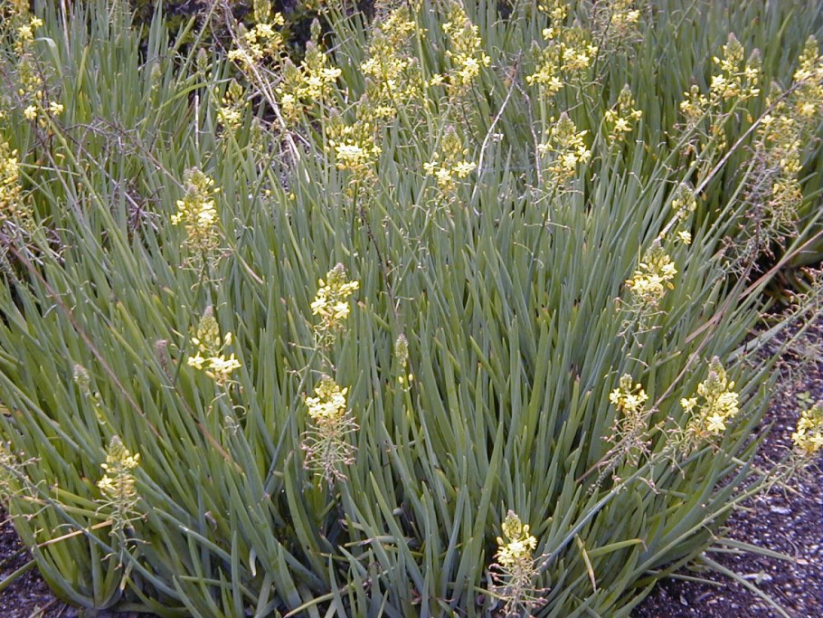 Bulbine frutescens