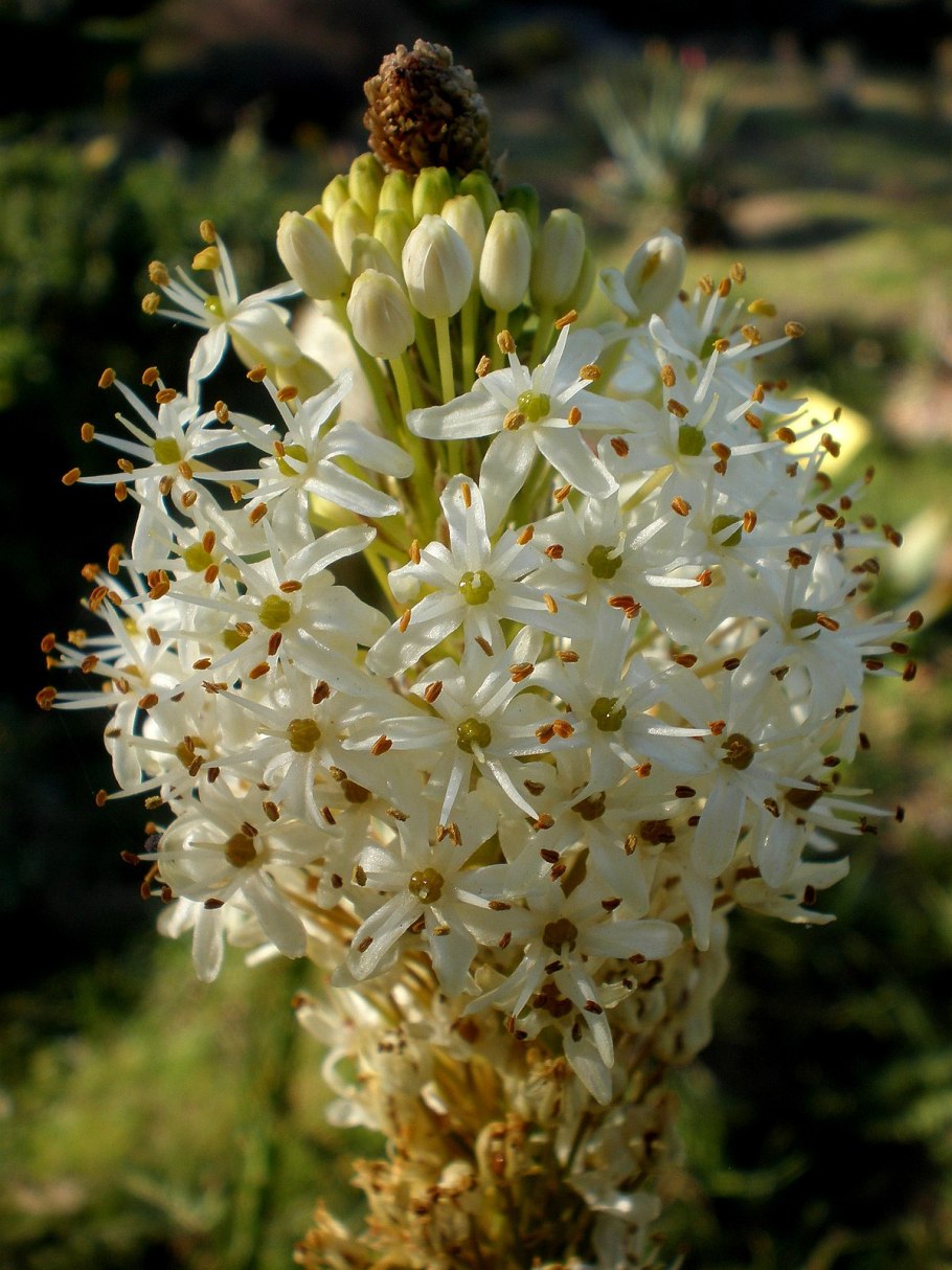 Бульбинелла узколистная