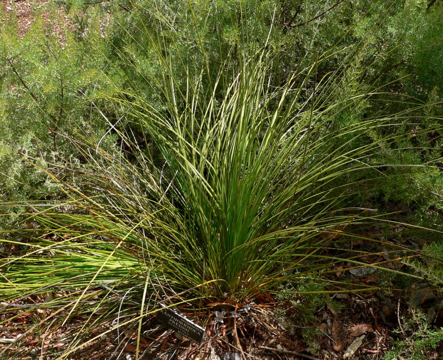 Xanthorrhoea preissii
