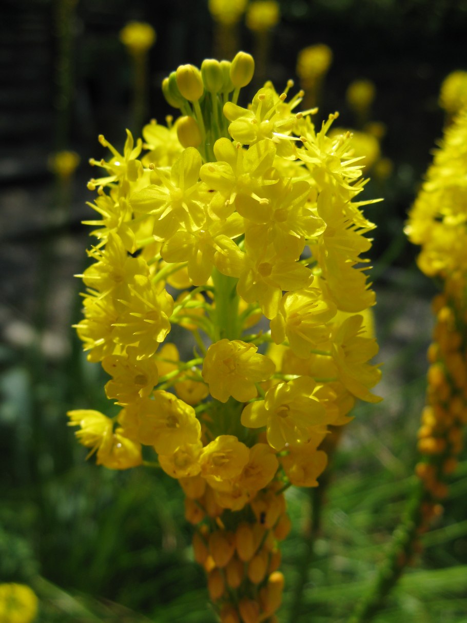 ЕМУЛИЯ желтая