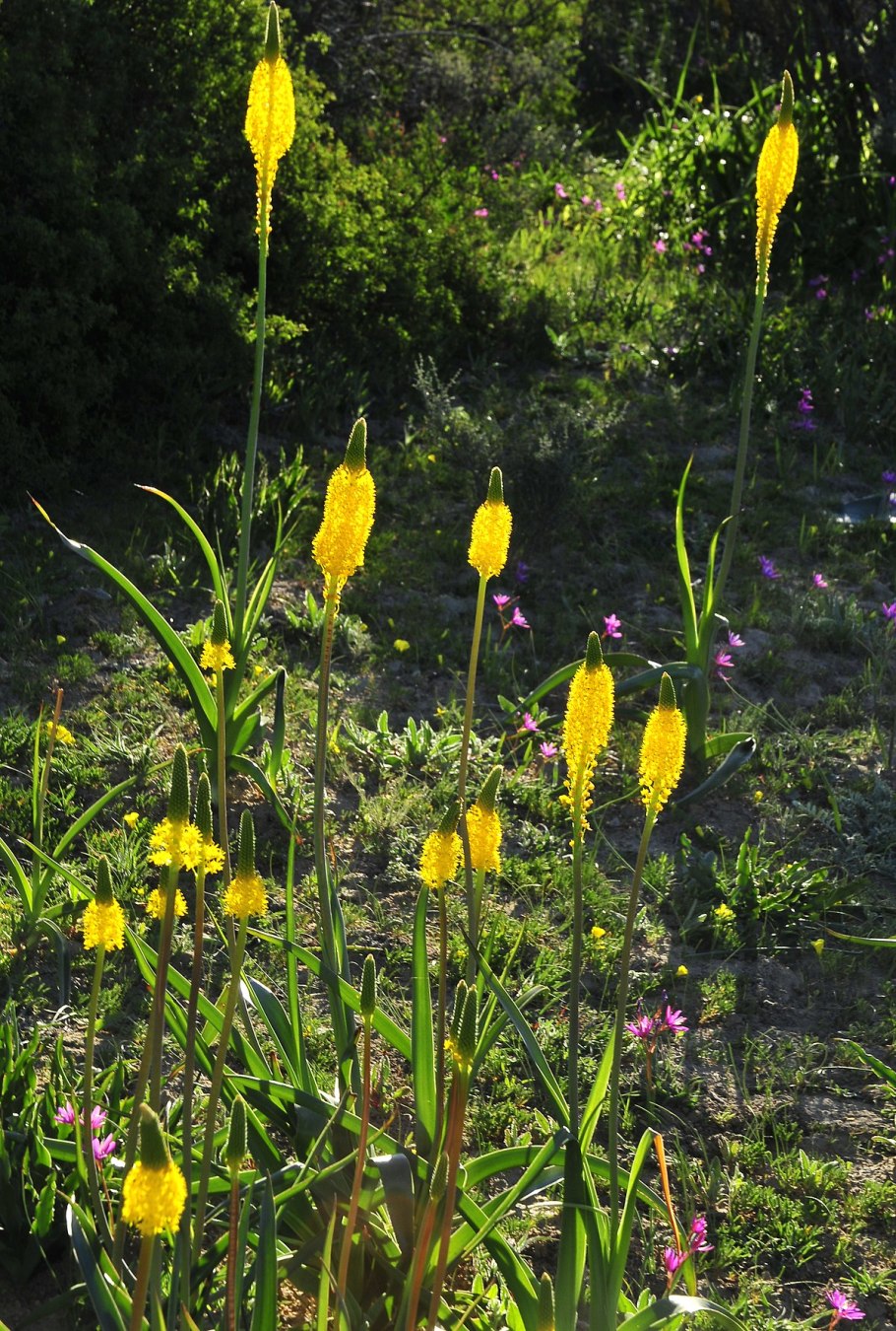 Bulbinella latifolia