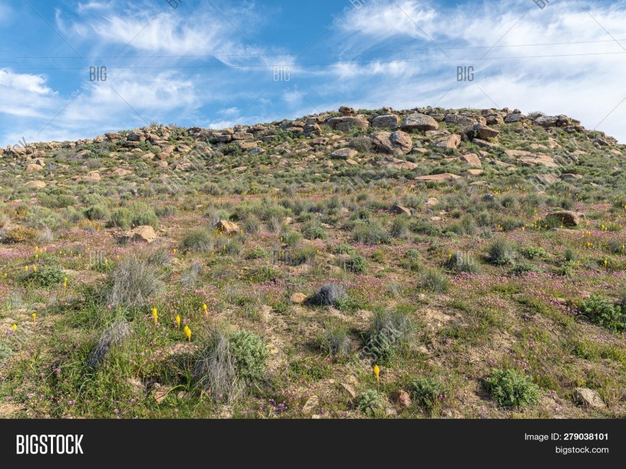 Pleurophyllum speciosum