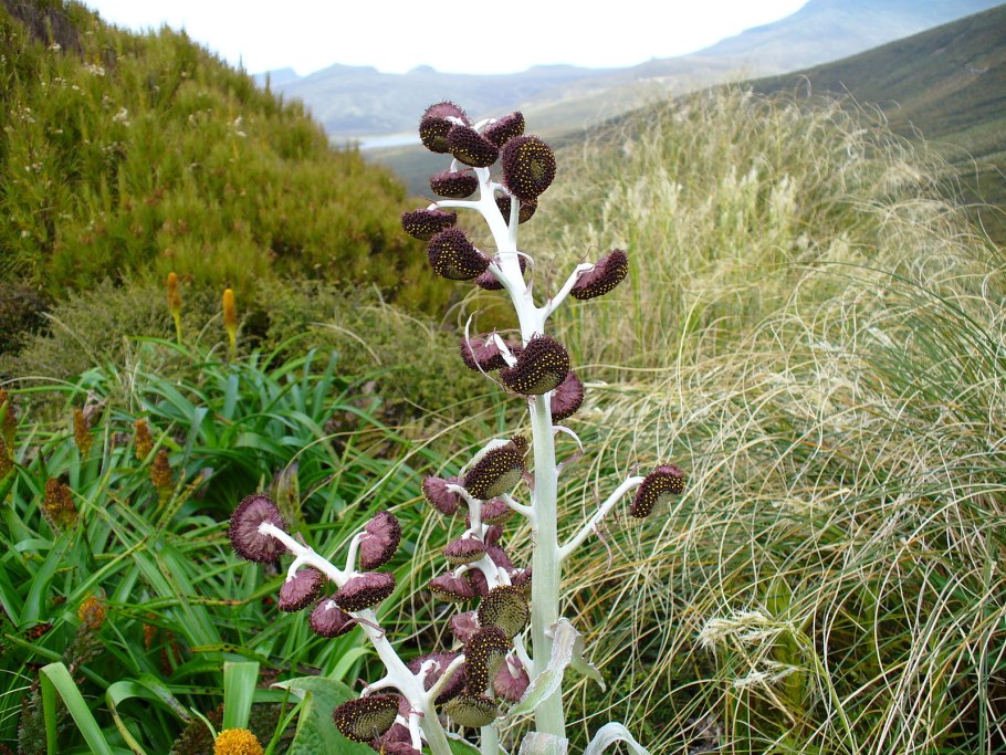 Pleurophyllum speciosum