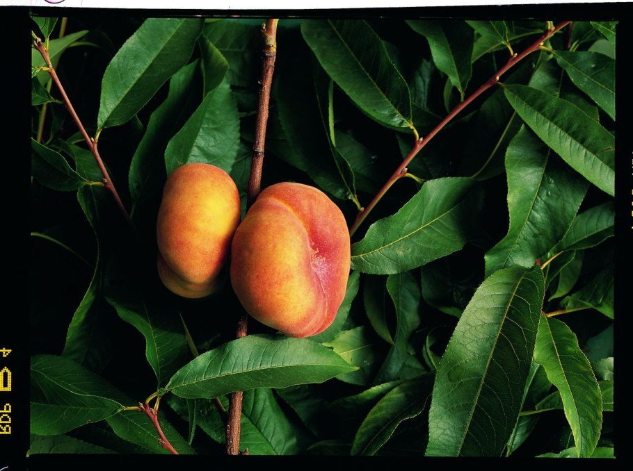 Персик Инжирный нектарин