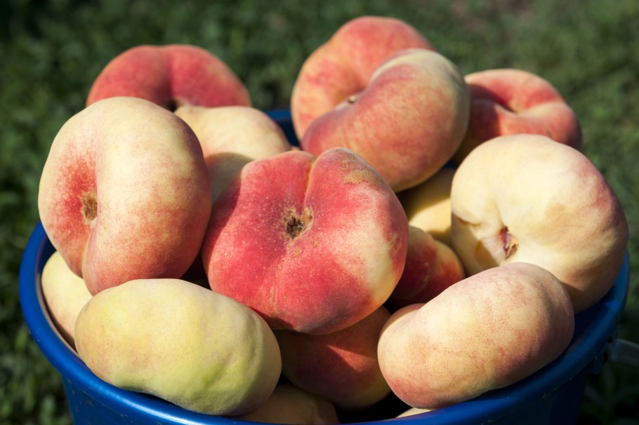 Prunus persica var platycarpa