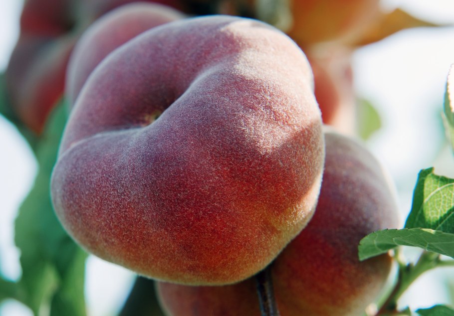 Персик Сатурн Инжирный персик