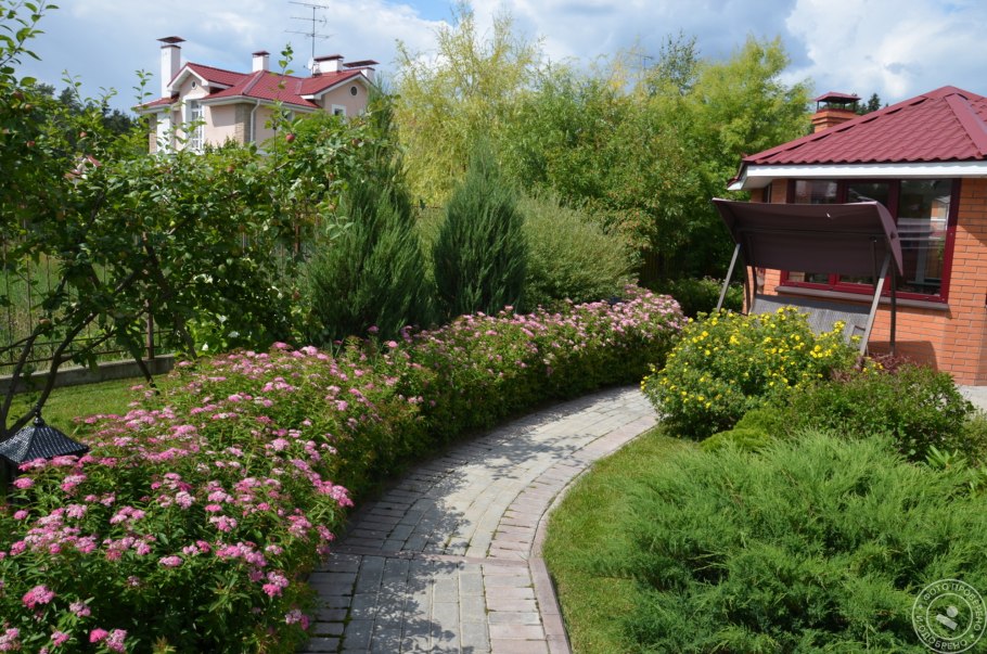 Спирея Широбана Живая изгородь