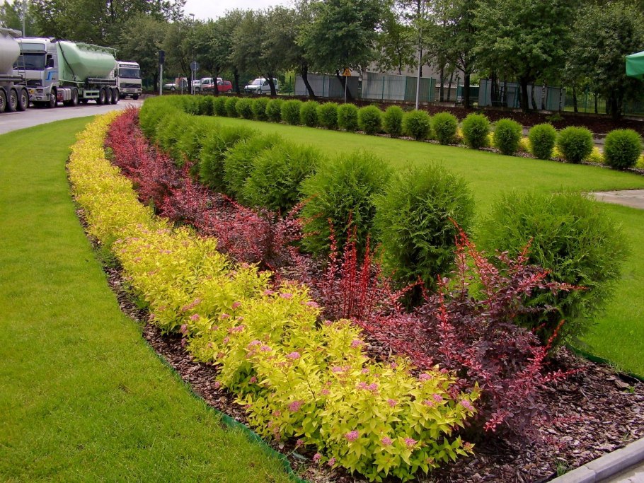 Спирея японская Ауреа