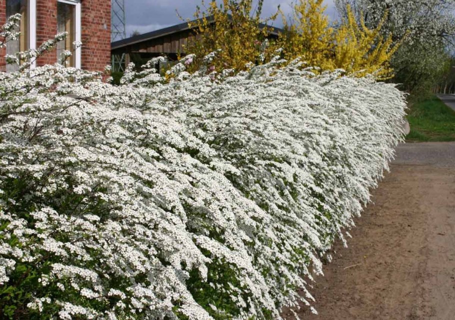 Спирея серая Грефшейм